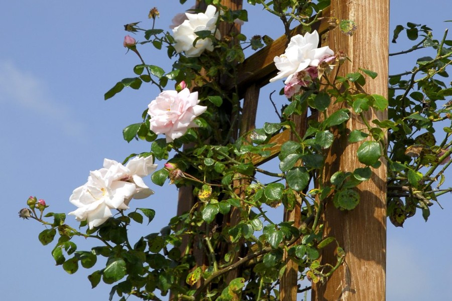 róża pnąca do ogrodu